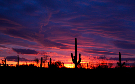 Phoenix Rising: Geriatrics & Palliative Care Sessions at SGIM