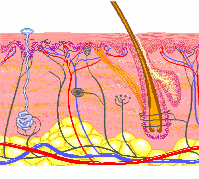 Skin Failure: A New Paradigm